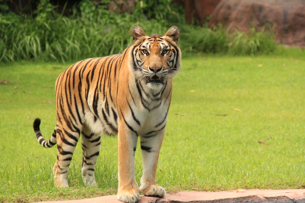 Reserve Ranthambore Tiger Safari Booking For Natural Habitat